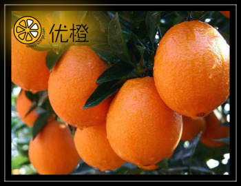 Navel Orange (Citrus Fruit)