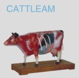 Cattle Model