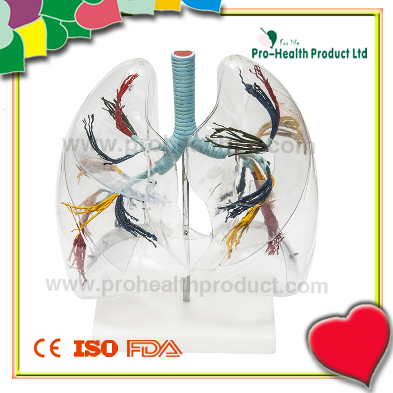 Transparent Human Lung Model for Teaching