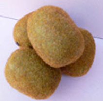Artificial Kiwifruit for Decoration