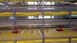 Automatic Cage System for Broiler
