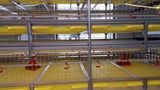 Automatic Cage System for Broiler