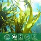 Brown Algae Extract Fucoidan 85%