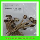 Tea Tree Mushroom