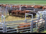 Australia Wholesale Used Livestock Cattle Panels