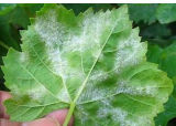 Botanical Pesticide Against Powdery Mildew on Grapes