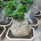 Ficus with Stone (HBH-R06)