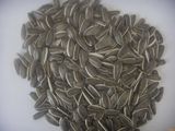 Sunflower Seeds 6009