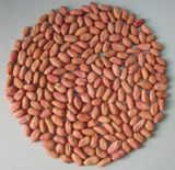 High Quality/New Crop Peanut Kernals