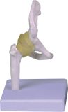 Human Hip Joint Mh01021