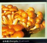 Zhengzhu Mushroom
