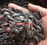 2015 Chinese New Crop Sunflower Seeds Big Size