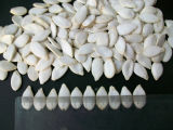White Pumpkin Seeds