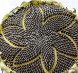 2015 China 5009 Sunflower Seeds for Cold Pressing Oil