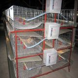 Poultry Cages