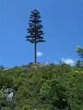 35 Meter 2015 Best Quality Palm Tree Tower for Telecommunication and Disguise Tower