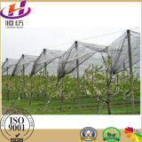 100% Agricultural Monofilamen Hail Net /Anti Hail Net for Fruits