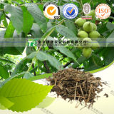 Natural Herbal Medicine Raw Material Herb of Tuberculate Speranskia