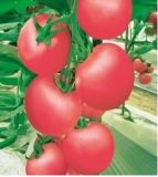 Tomato Seeds 008