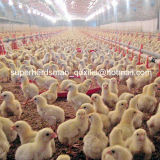 Full Set Automatic Poultry Feeder for Chicken