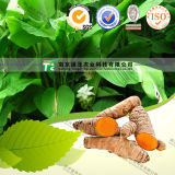 Natural Herbal Medicine Raw Material Rhizoma Curcumae Longae