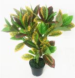 Beautiful Cheap Codiaeum Variegatum Bonsai with 24 Forks 0645