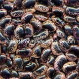 Large Black Speckled Kidney Beans