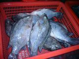 Frozen Whole Round Tilapia Fish