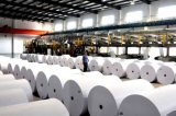100% Woodfree Offset Printing Paper in Roll or in Reel