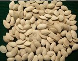 High Quality Pumpkin Seeds Grade 3