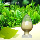 Green Tea Extract 98% Tea Saponin CAS No.: 104404-17-3