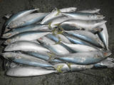 Frozen Seafood Whole Round Pacific Mackerel