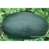 Black Beauty Watermelon Seed