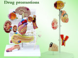 Hypertension Model - Anatomical Model