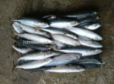 6-8 PCS/Kg Frozen Mackerel Fish