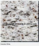 Granite Tiles-Camelia White