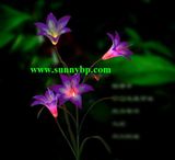 Solar Energy Color Changing Function 	LED Garden Light