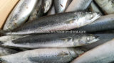 Sea Frozen Mackerel for Bait (150-250g)