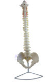 Life Size Classic Flexible Spinal Column Spine Model