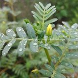 Tribulus Terrestris Extract