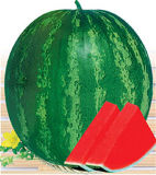 W06 Quanxin Big Size Seedless Watermelon Seeds Hybrid, Watermelon Seeds for Planting