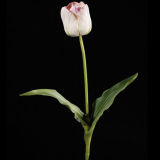 PU Tulip Flower (TU010-26.5S)