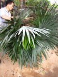 Trachycarpus Fortunei Cold Hardy Palm