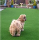 Synthetic Grass Carpet for Pets (DZP83301504B)
