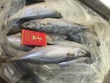 300-500g Mackerel Frozen on Board