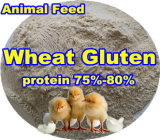 Wheat Protein for Animal Feed with Competitive Price