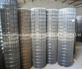 Galvanized Welded Wire Mesh/ Stainless Steel Welded Wire Mesh