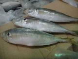 Fresh Horse Mackerel Fish Price