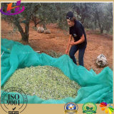 100% Virgin HDPE Warp Knitting Olive Harvest Net
