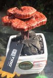 Ganoderma Bonsai